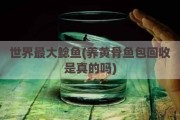 世界最大鲶鱼(养黄骨鱼包回收是真的吗)